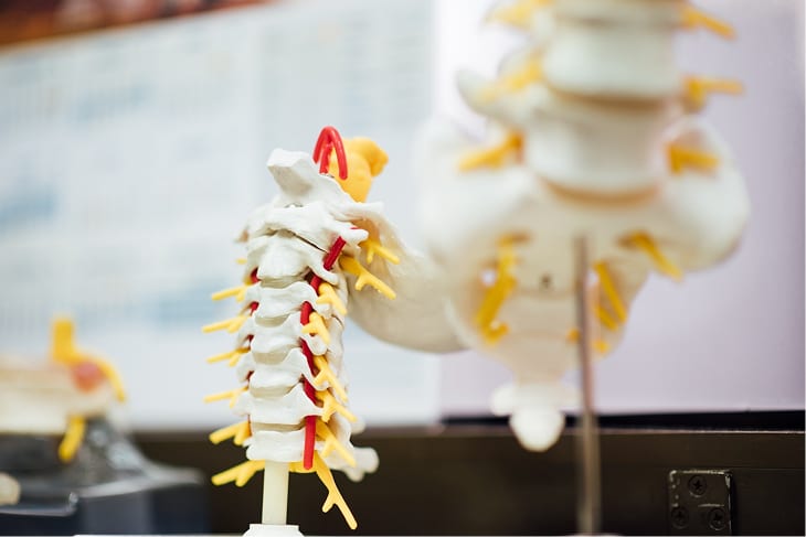 A model of the human spine